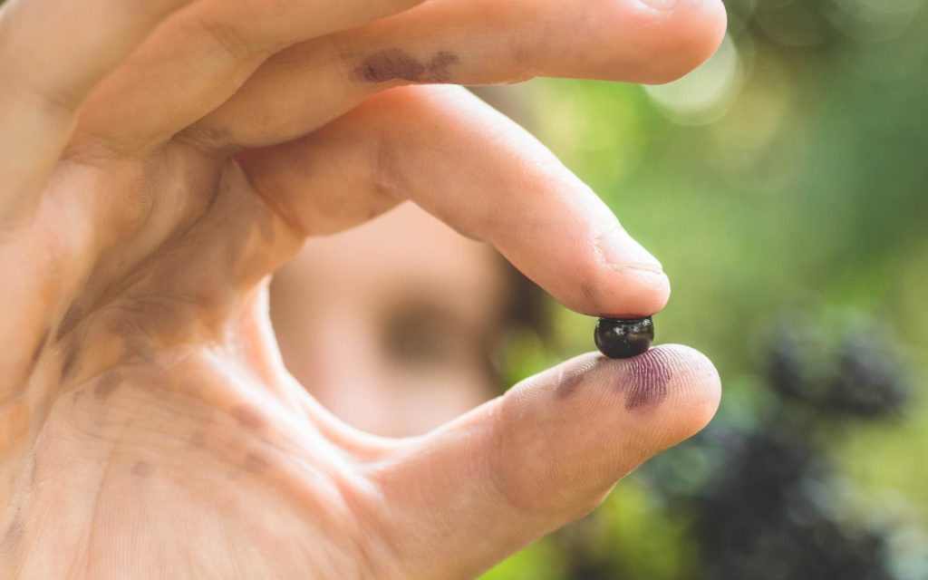 Black elderberries for immune support
